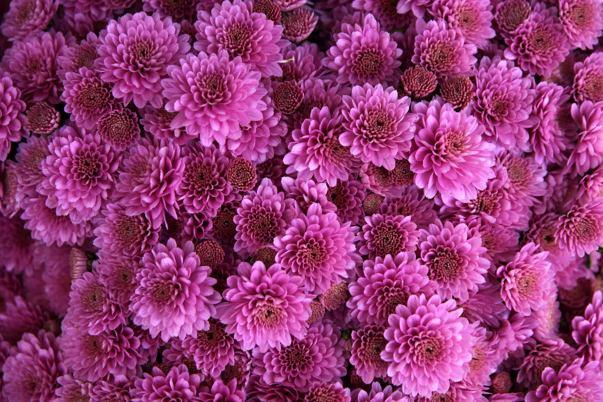 Bløde Lyserøde Farve Blomster Wallpaper