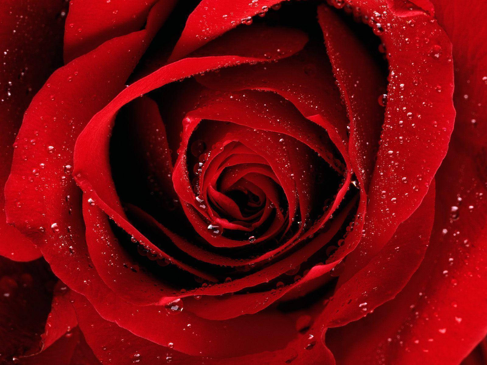 Blodig Rød Rose Blomst Wallpaper