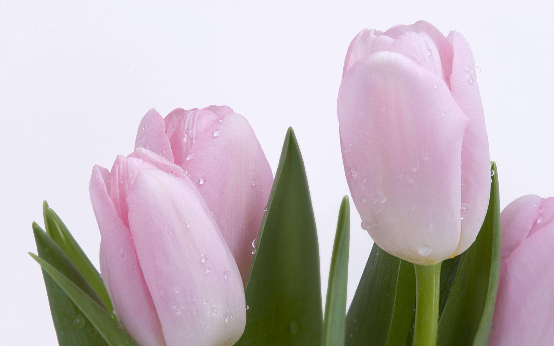 Blomst Hd Lyserøde Tulipaner Wallpaper