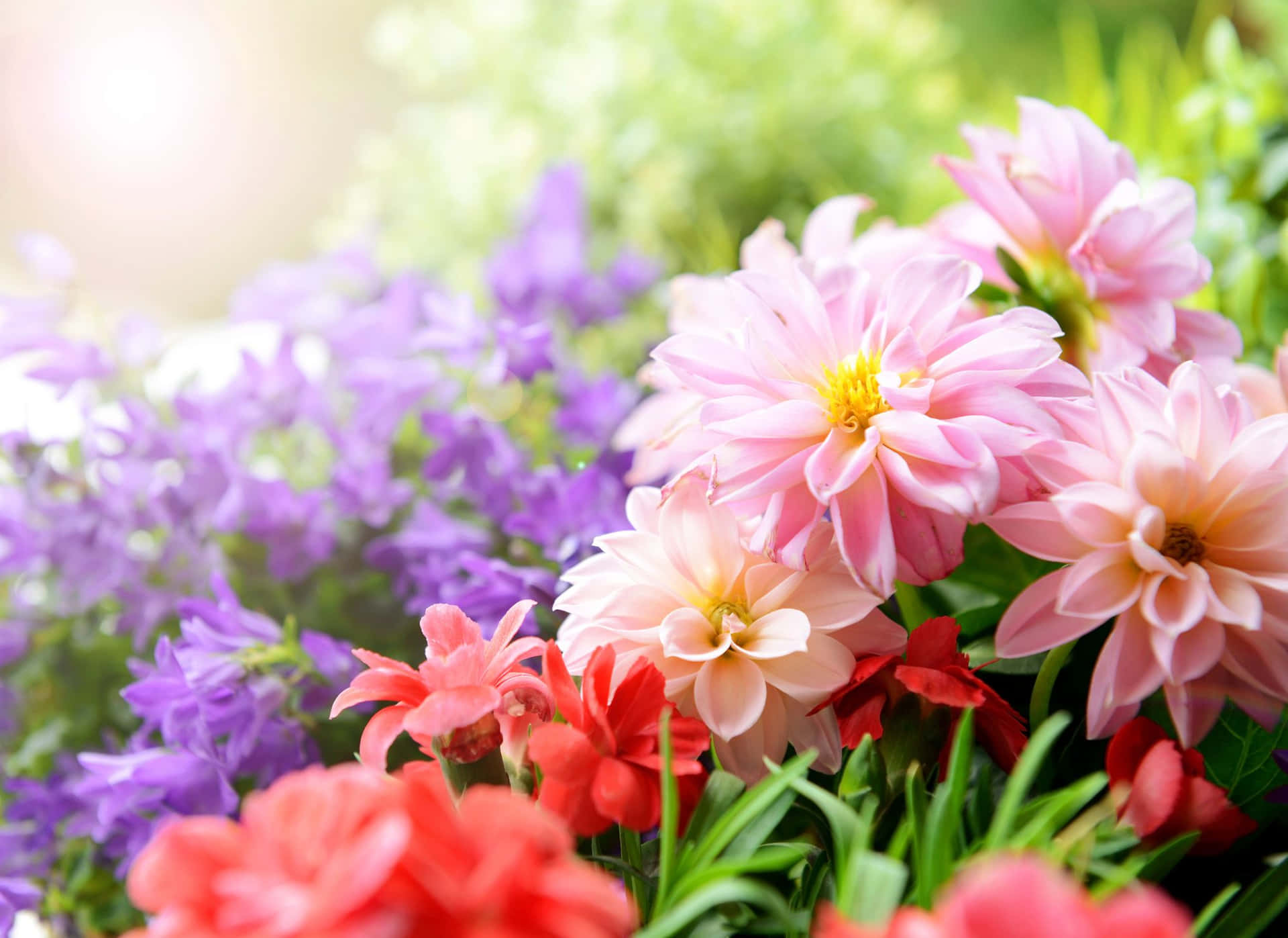Smukke vilde blomster billede skrivebordsbaggrund