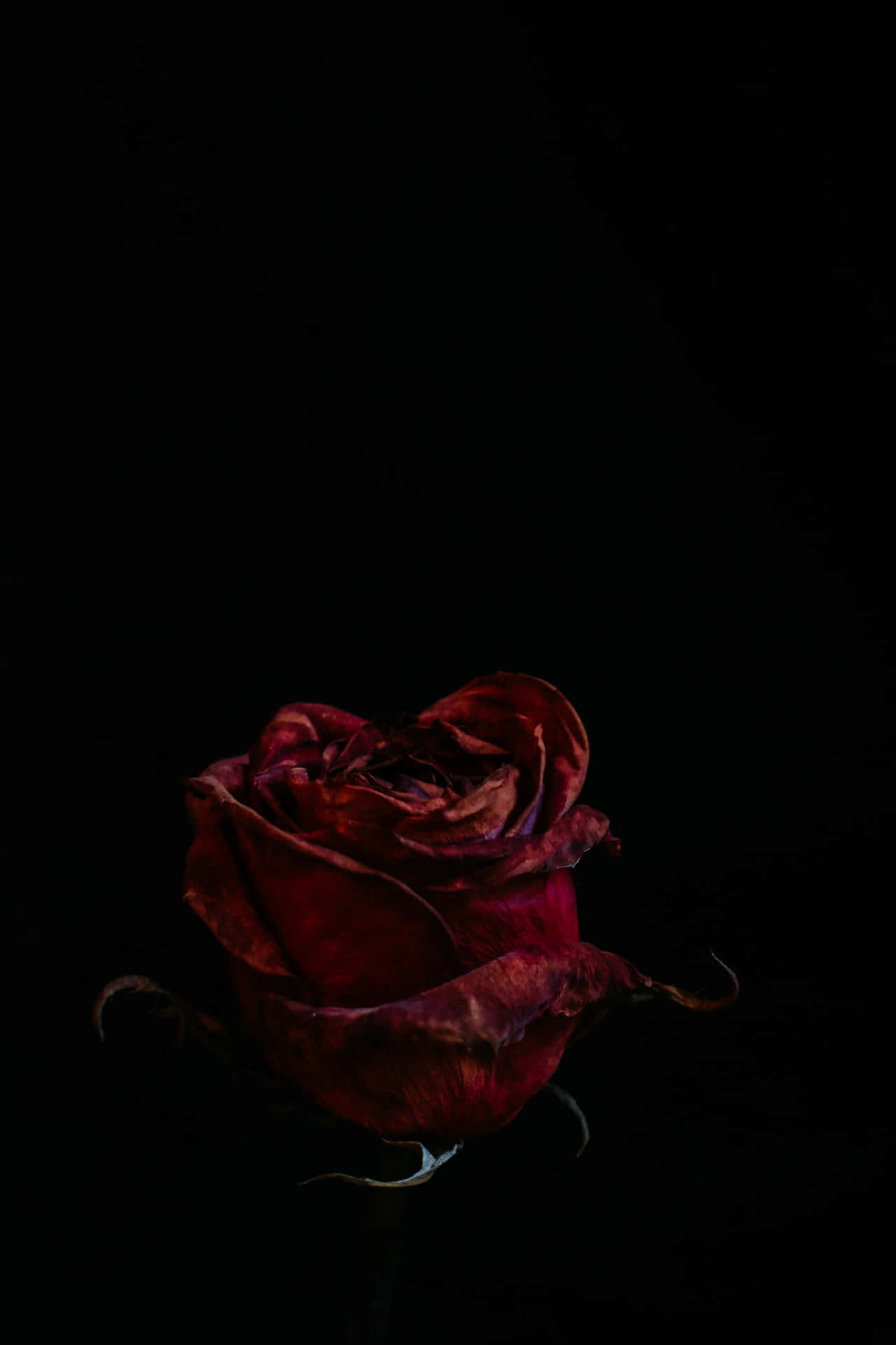 Blodæstetisk Rød Rose På Sort Baggrund Wallpaper