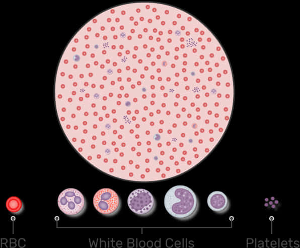 Blood Cell Components Illustration PNG