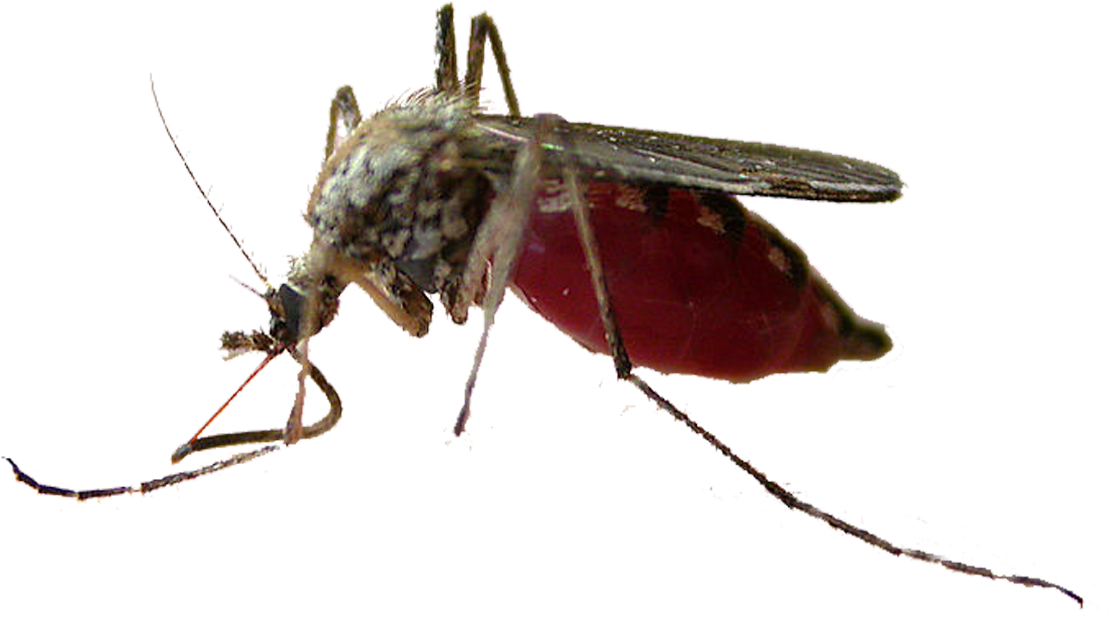 Blood Engorged Mosquito.png PNG