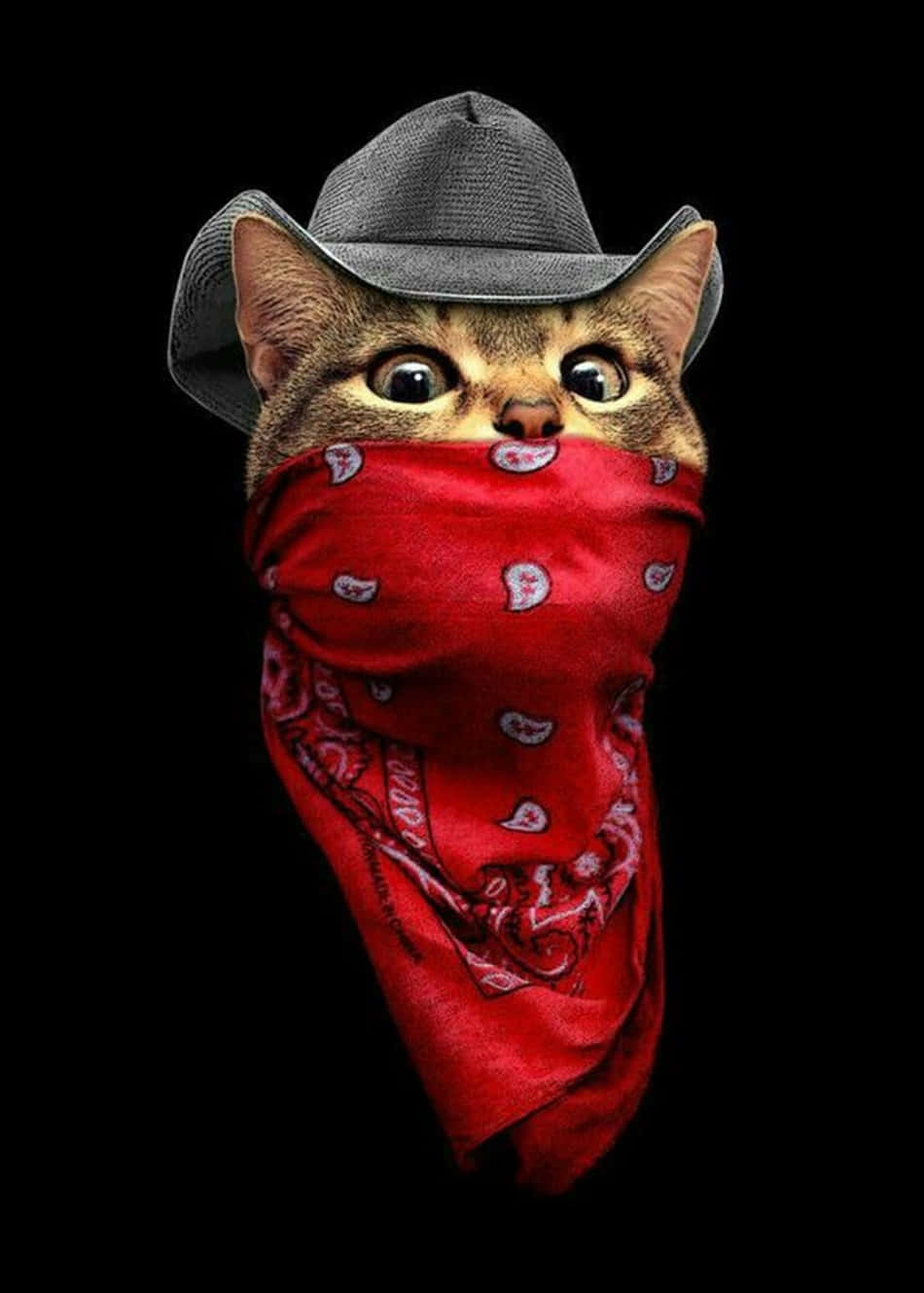 Download Blood Gang Kitty Cat Mask And Hat Wallpaper 