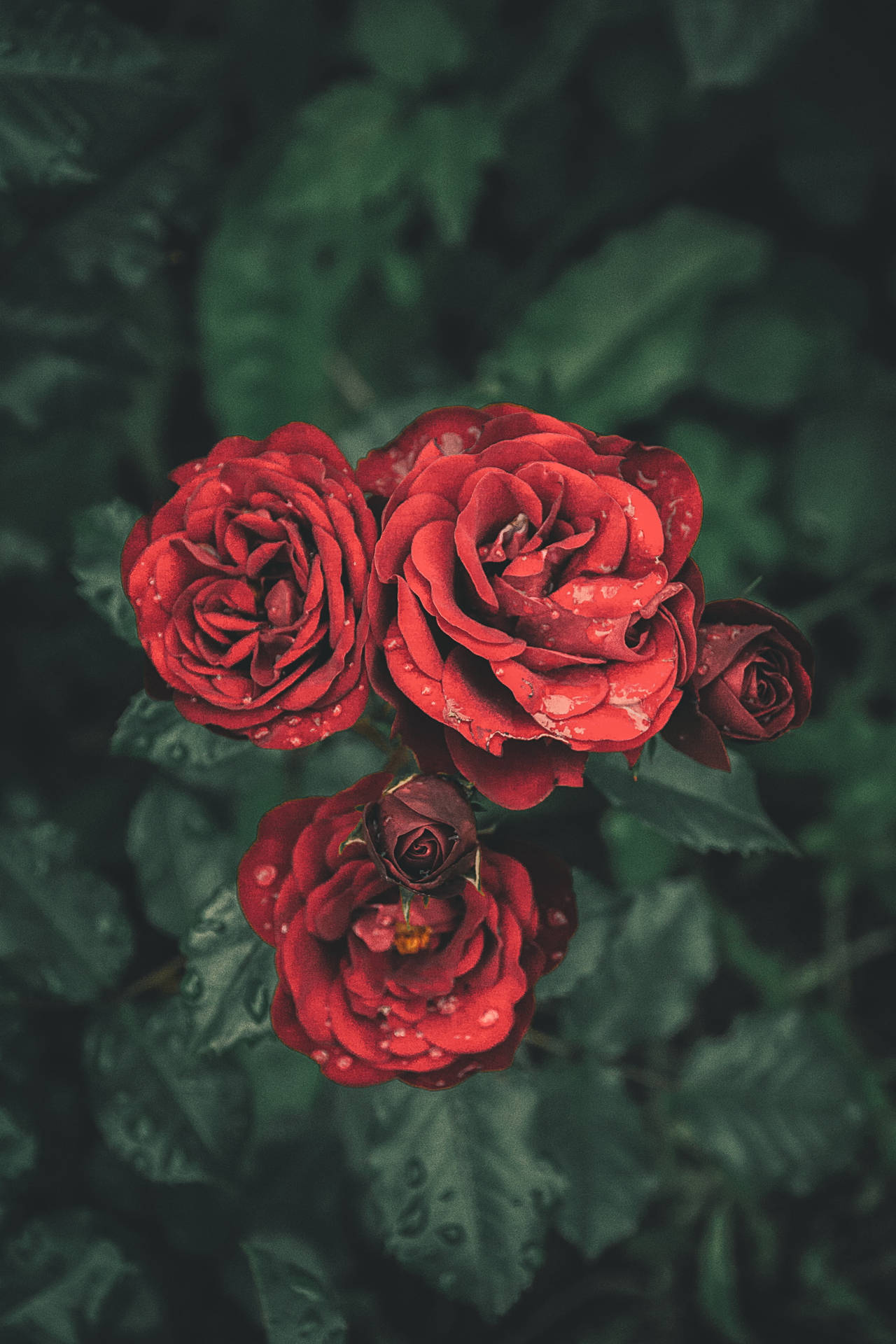 Blood-red Rose Flowers Background