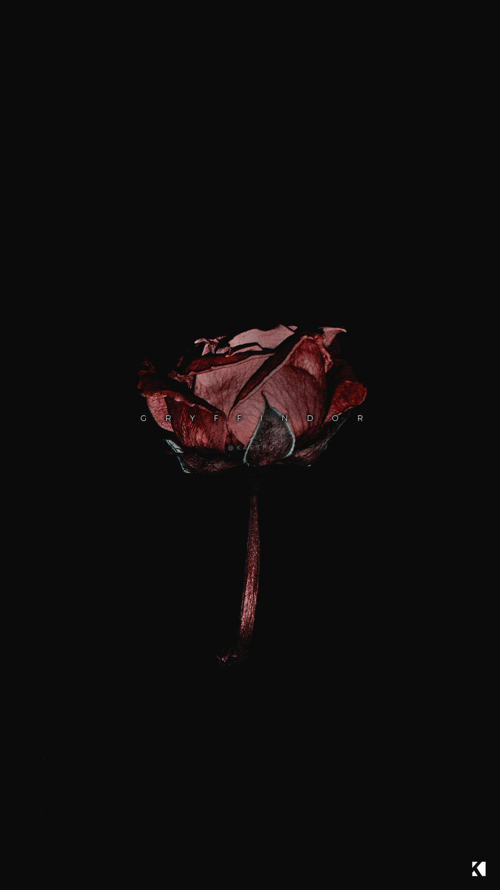 Blood Rose Dark Aesthetic