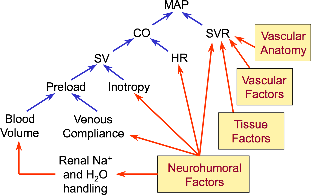 Blood_ Pressure_ Regulation_ Factors_ Diagram PNG