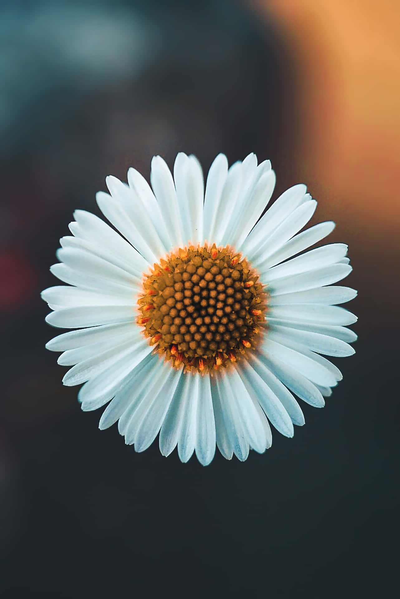 Bloom Of Youth - A Close-up View Of A Single Daisy Against An Ethereal Sky-like Background