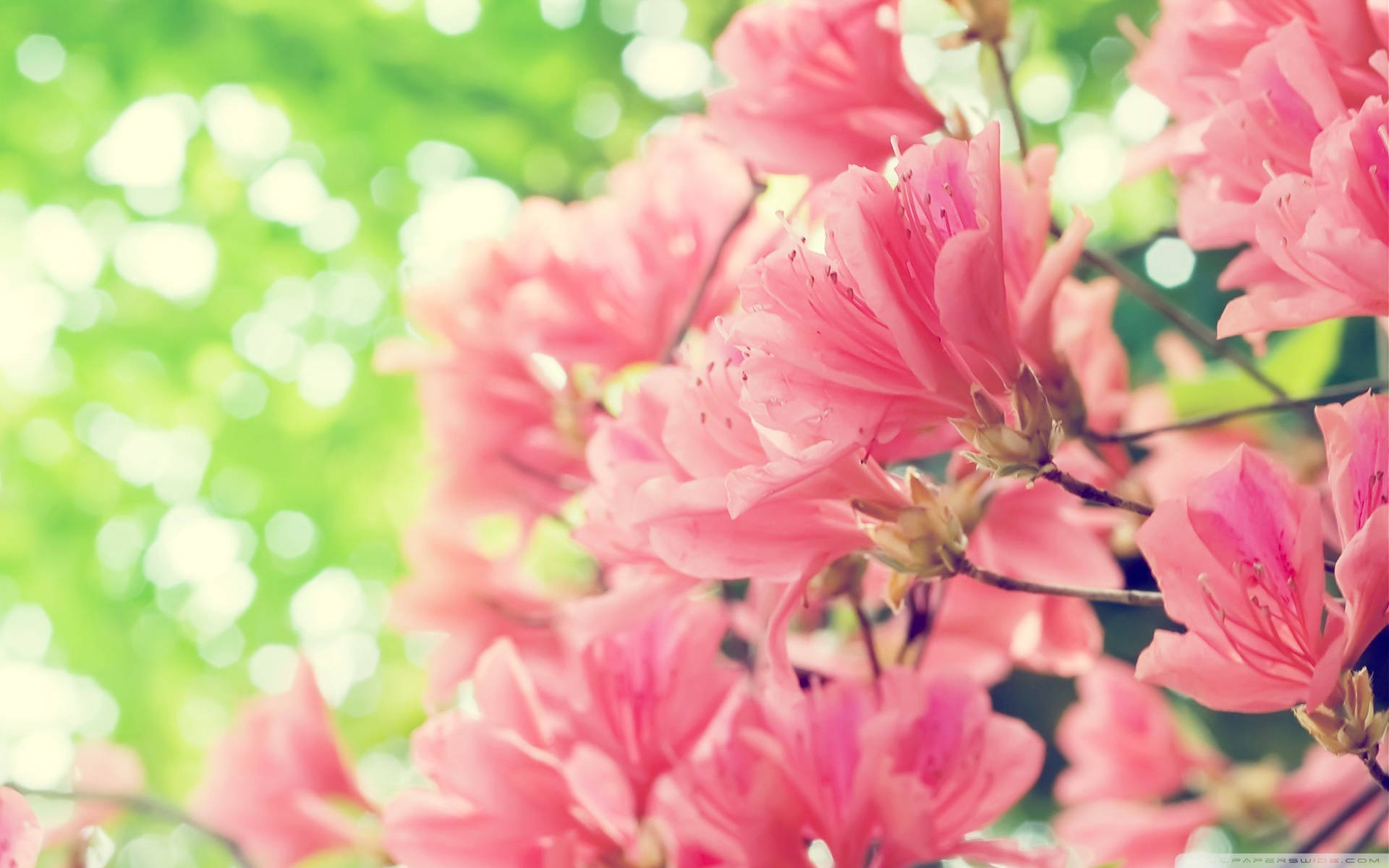 Bloomed Pink Spring Flowers Wallpaper