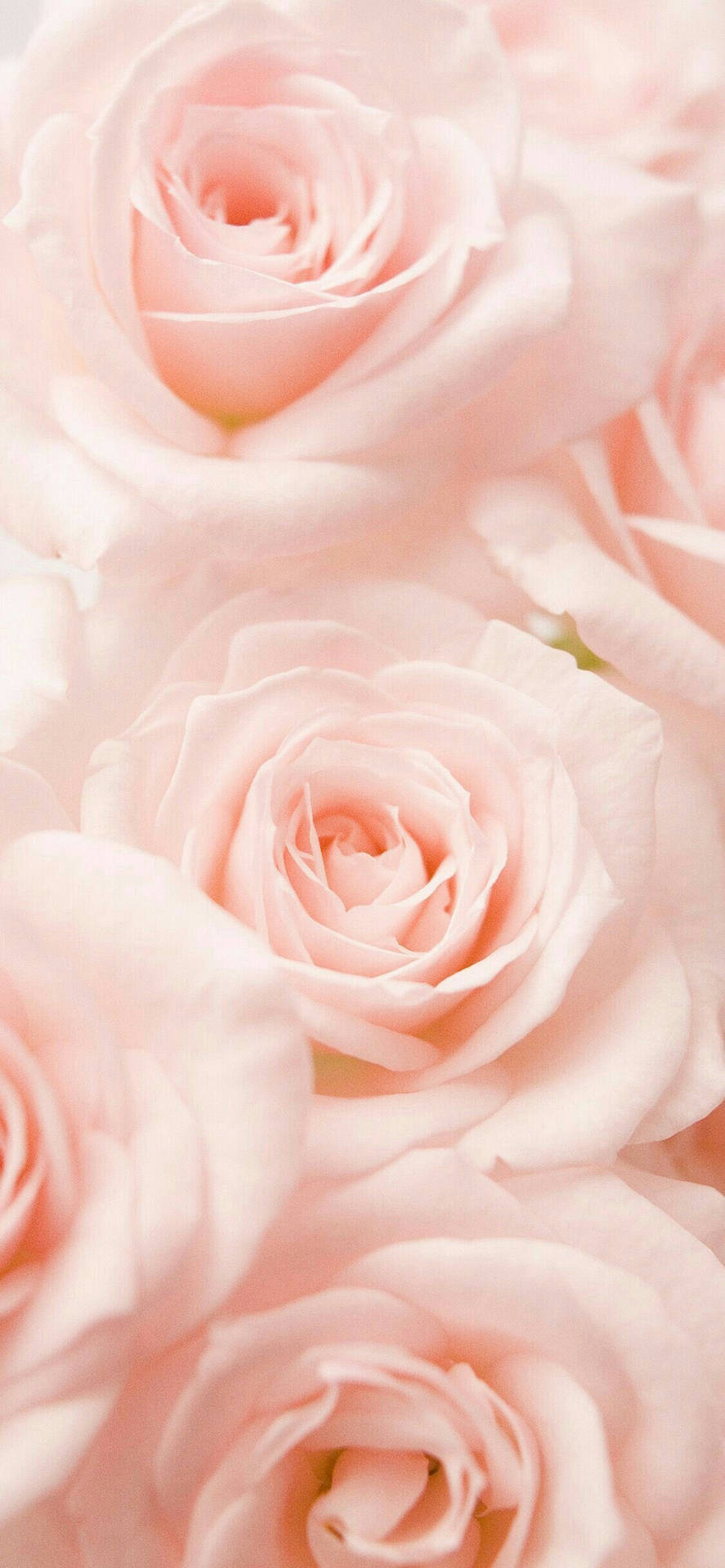 Blooming Aesthetic: A Collection Of Stunning Flowers For Iphone Wallpaper