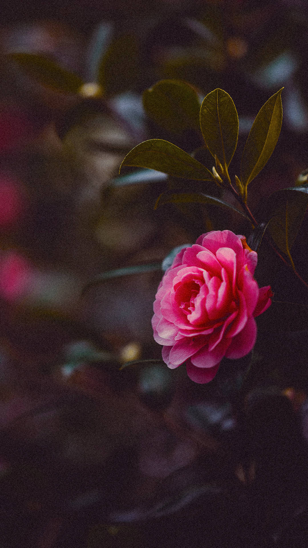 "blooming Aesthetic - Floral Glory For Your Iphone Screen" Wallpaper