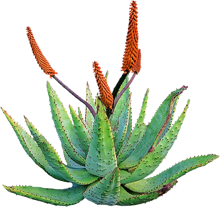 Blooming Aloe Plant PNG