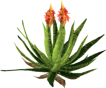 Blooming Aloe Plant PNG
