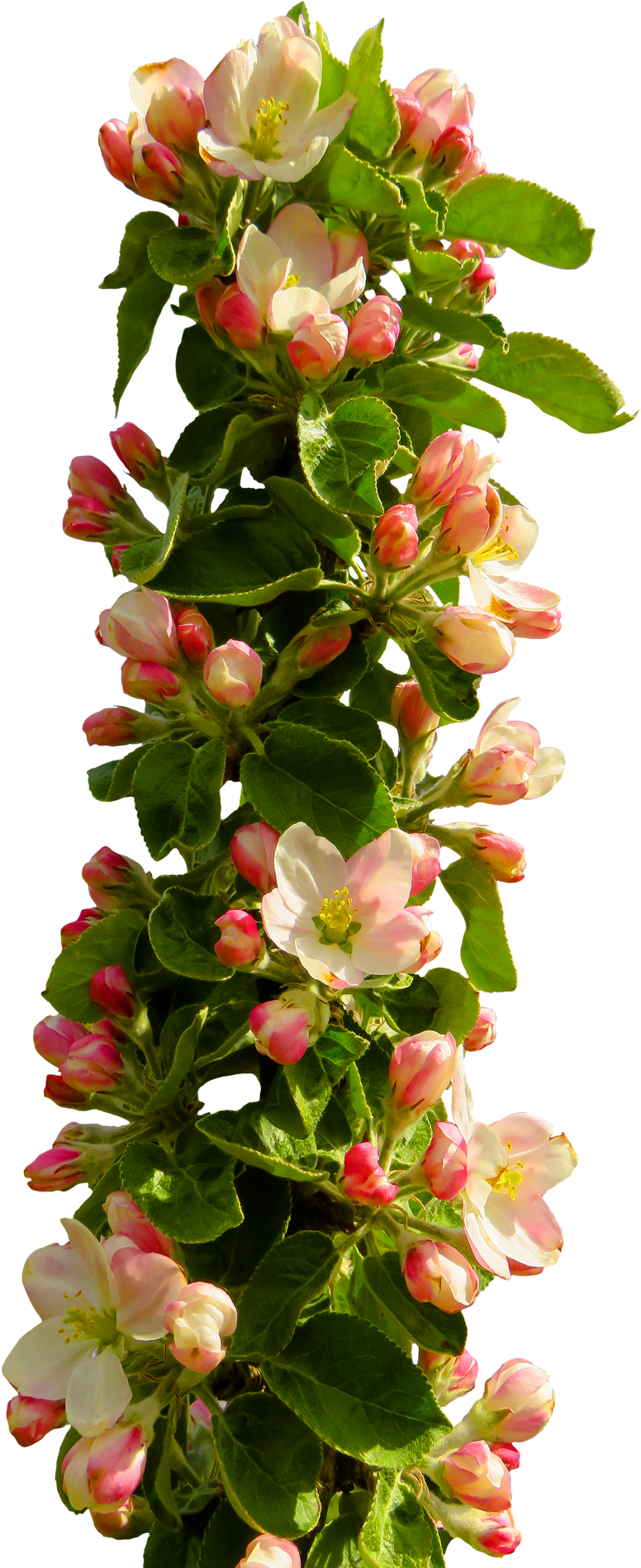 Blooming Apple Branch Springtime PNG