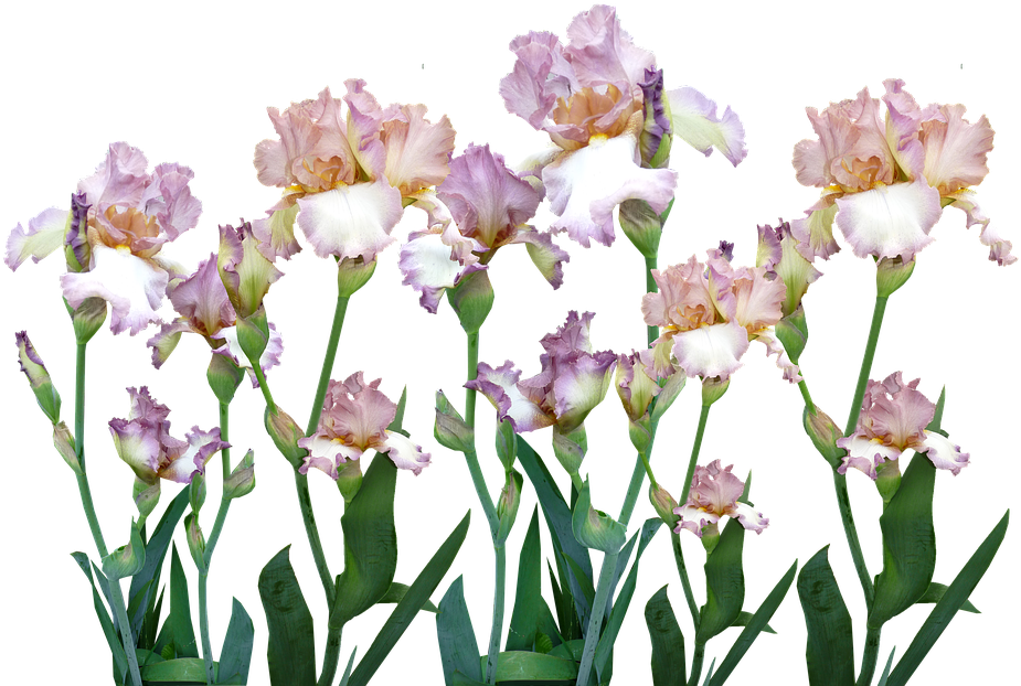 Blooming Bearded Iris Collection PNG