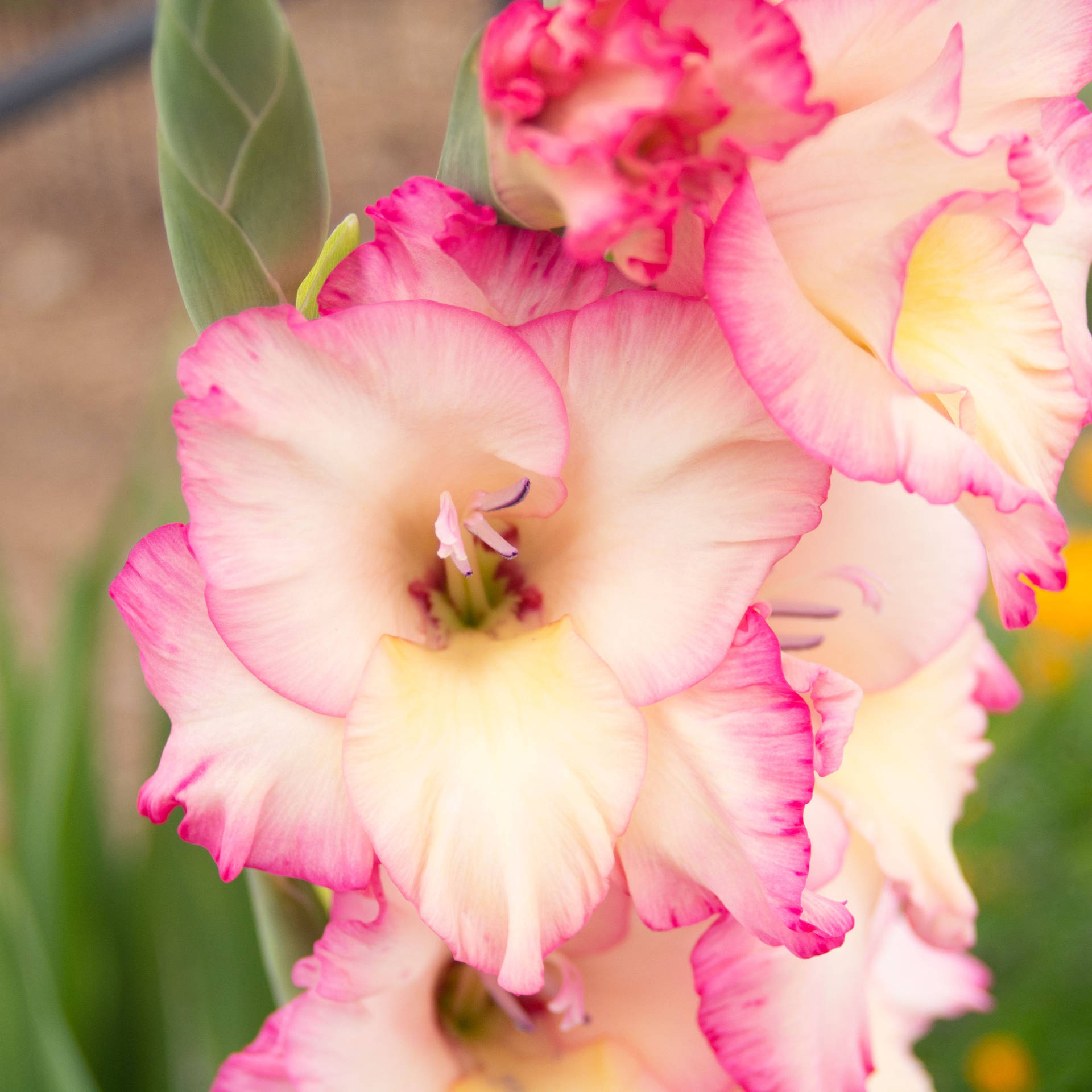 "blooming Beauty Of Gladiolus In Nature" Wallpaper