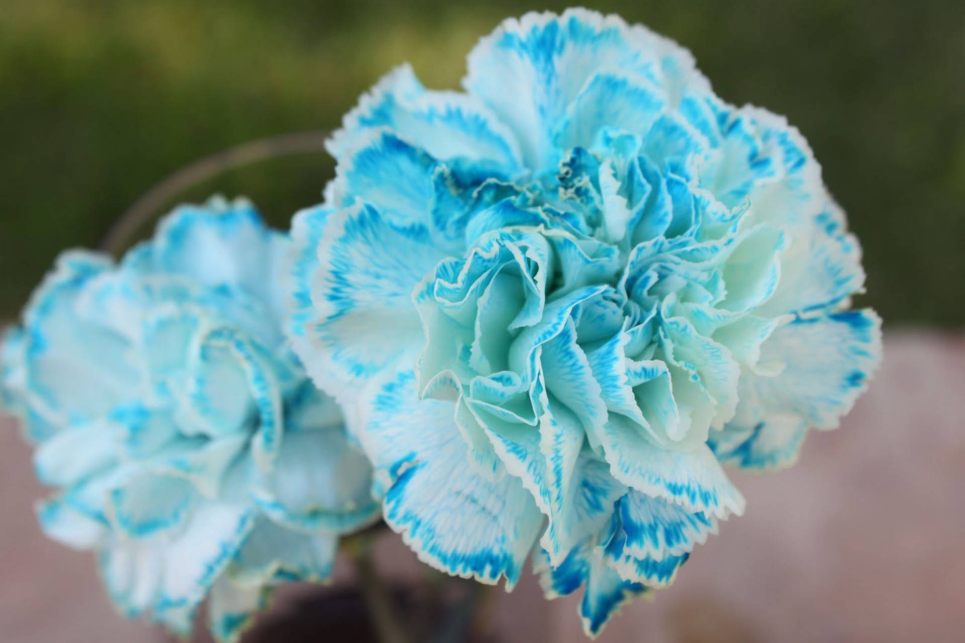 Floreciendoclaveles Azules Fondo de pantalla