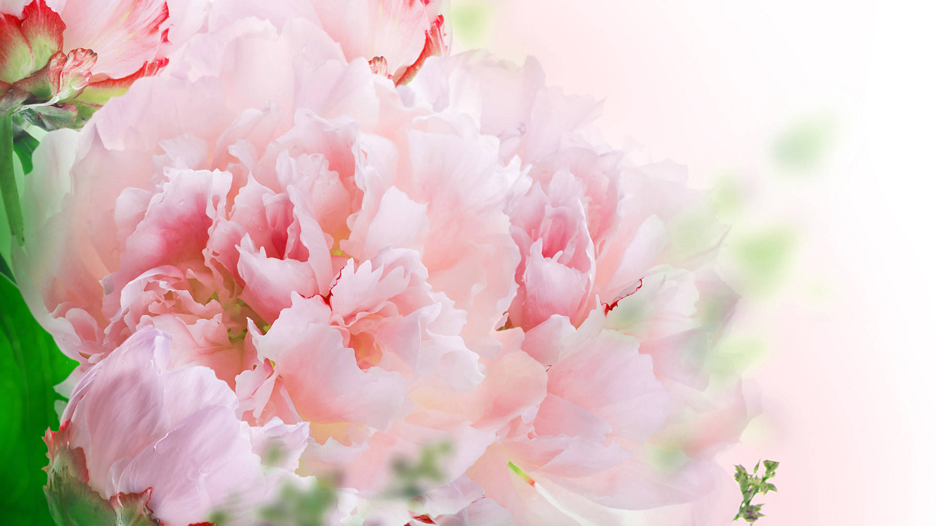 Blomstrende Blush Carnations Wallpaper