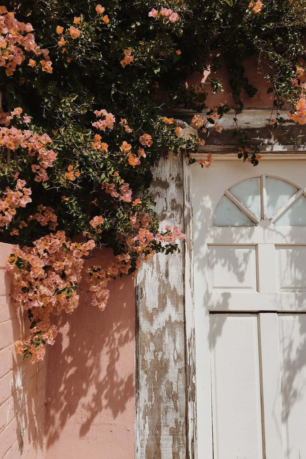 Bloeiende Bougainvillea Over De Deur Achtergrond