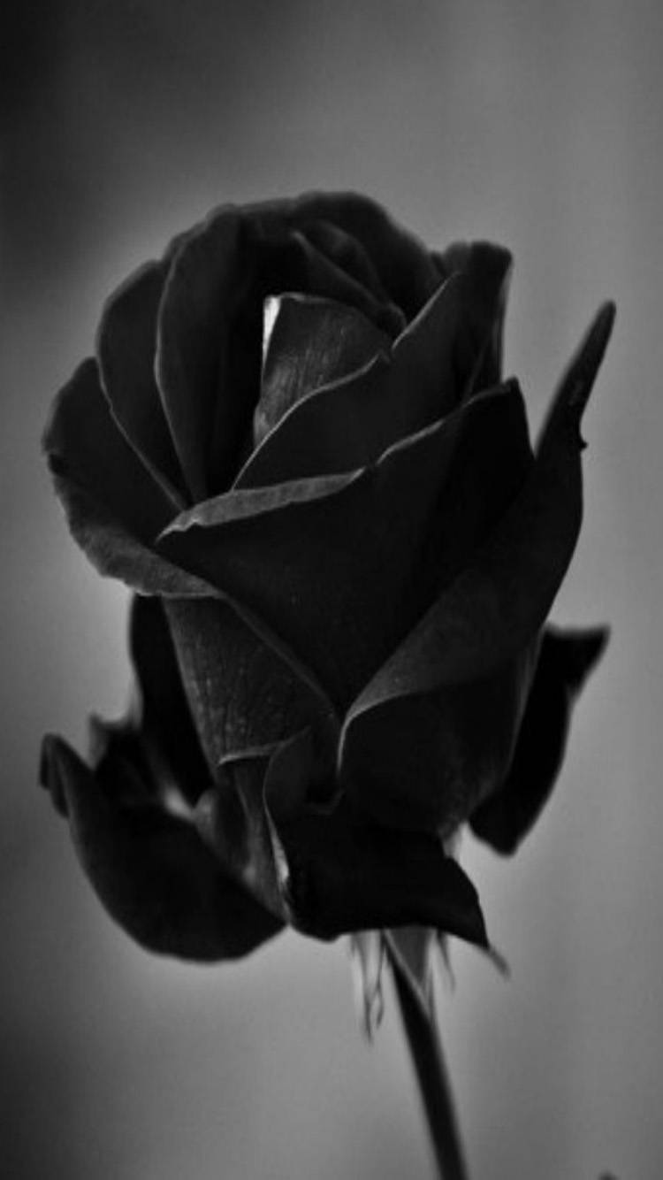 Blooming Bud Of Black Rose Iphone Background