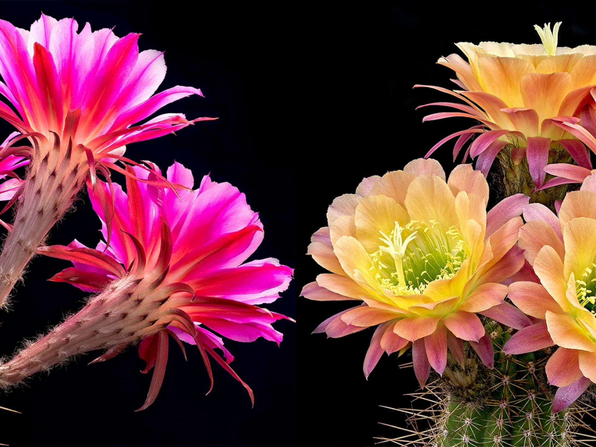 Blooming Cactus Flower Wallpaper
