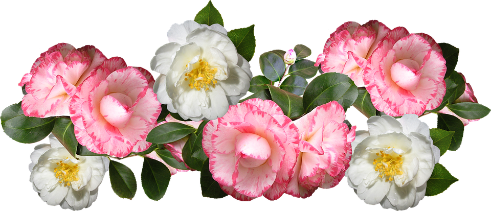 Blooming Camellia Flowers Transparent Background PNG