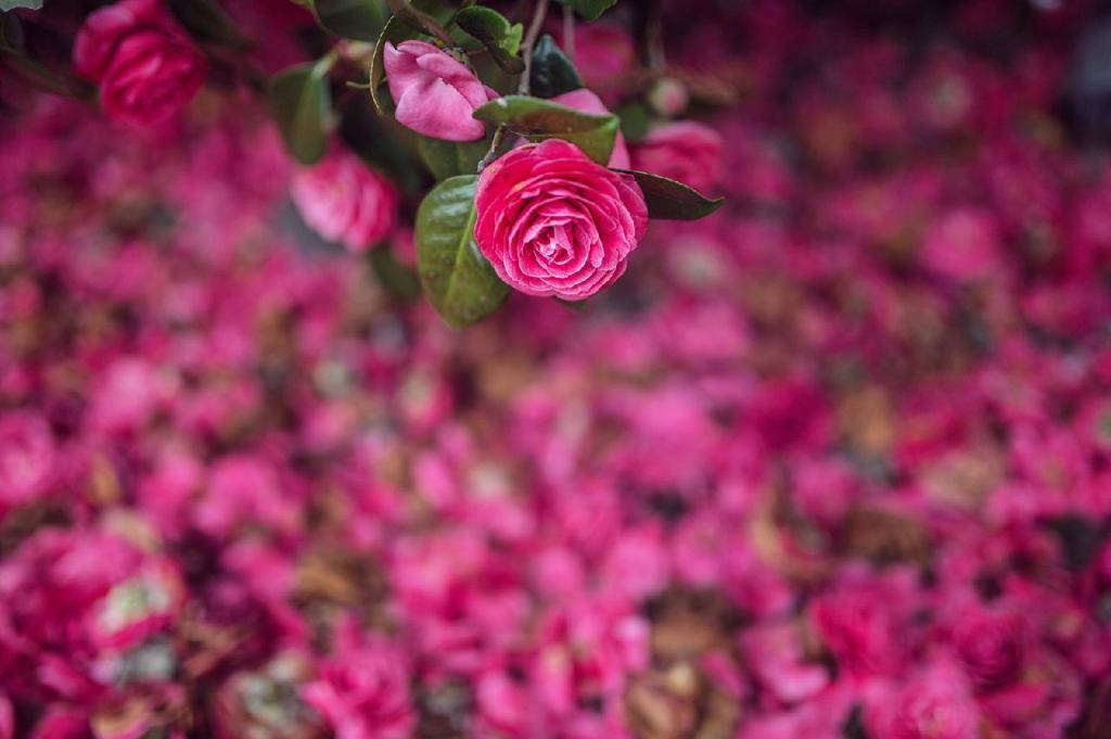 Bloeiende Camellia Sasanqua In Volle Glorie Achtergrond