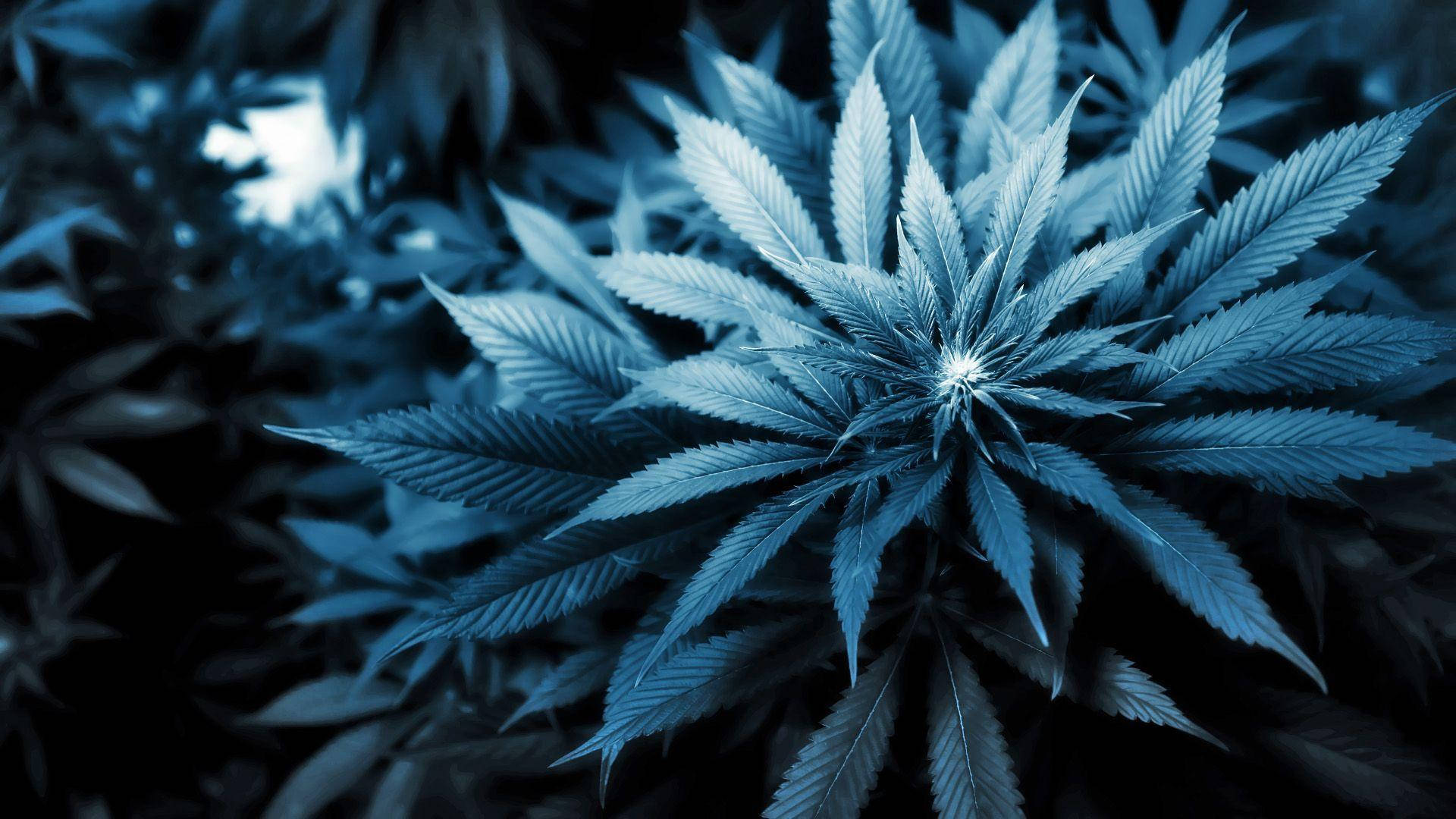 Weed Wallpaper - Apps on Google Play