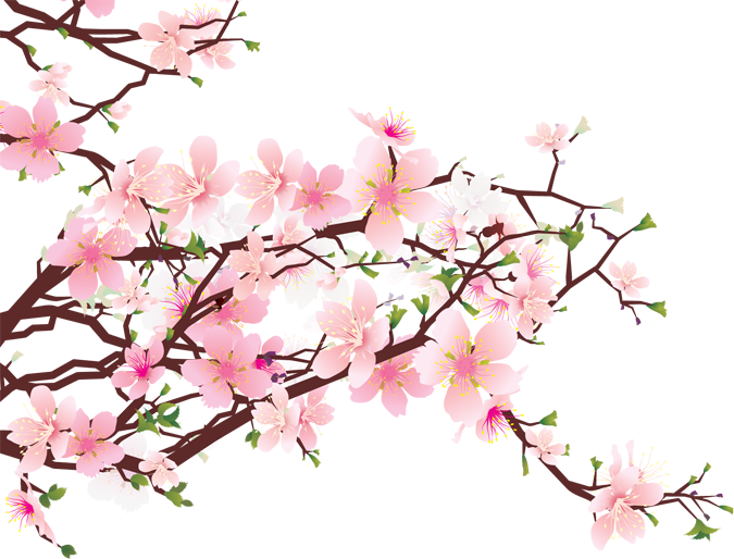 Blooming Cherry Blossom Branches PNG