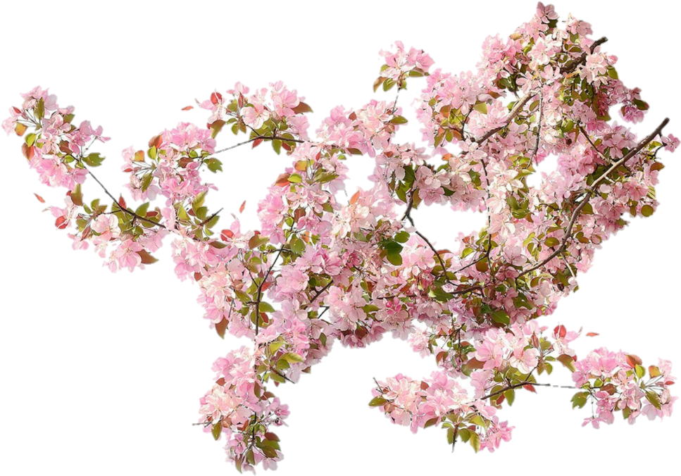 Blooming Cherry Blossom Branches.png PNG