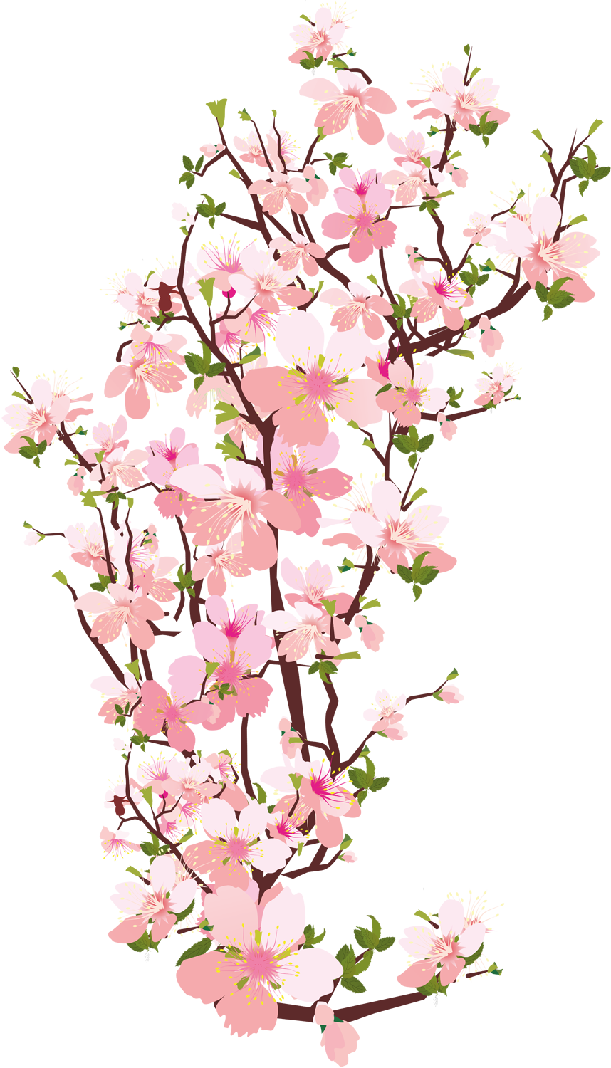 Blooming Cherry Blossom Branches PNG