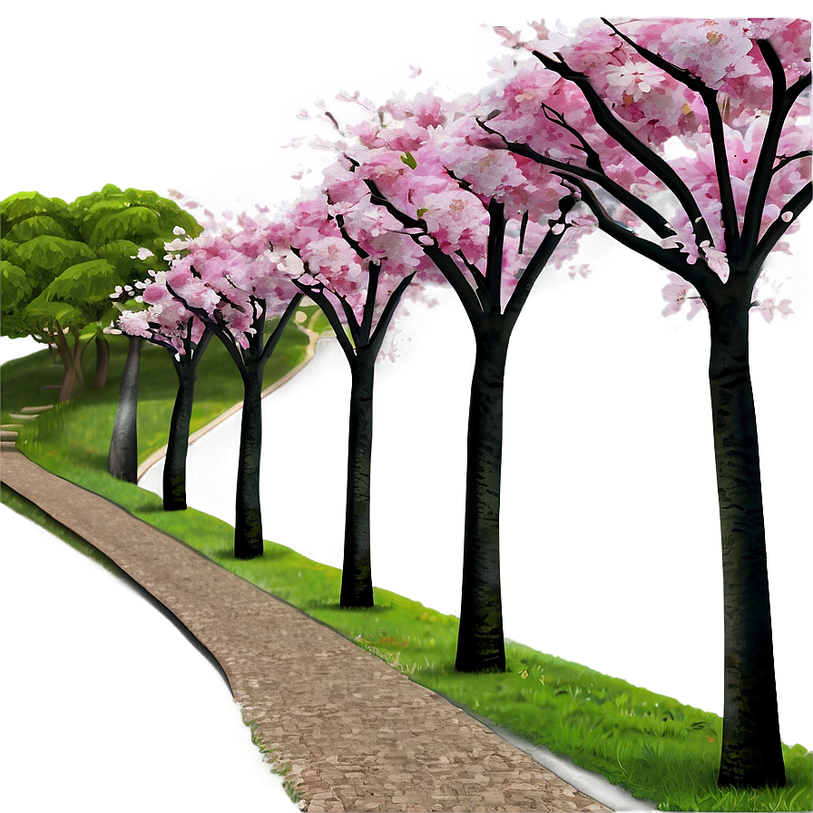 Blooming Cherry Blossom Path Png 06202024 PNG