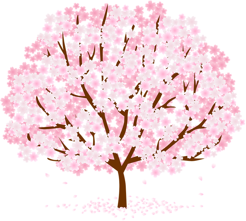 Blooming Cherry Blossom Tree PNG