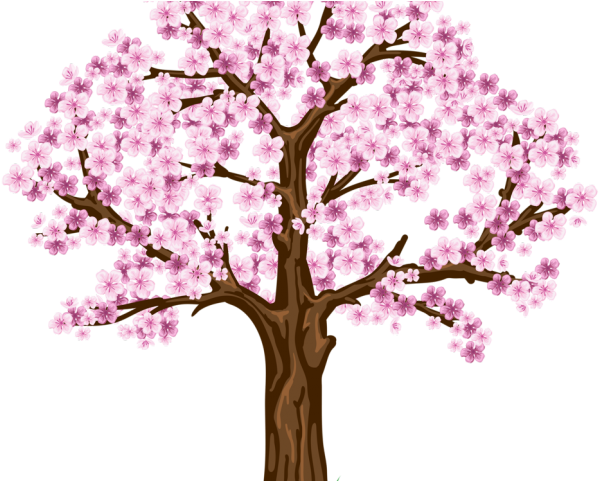 Blooming Cherry Blossom Tree Illustration PNG