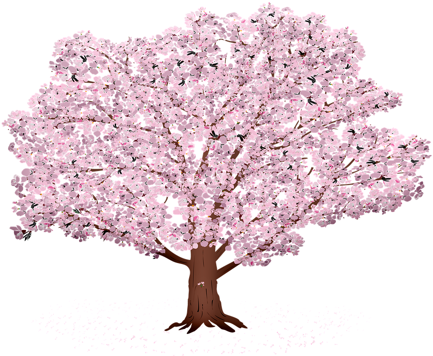 Blooming Cherry Blossom Tree Illustration PNG