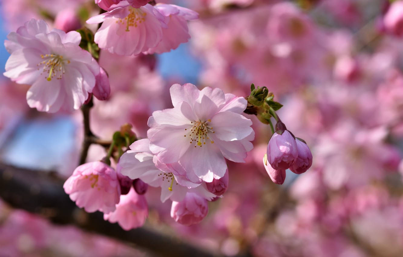 Blooming Cherry Blossoms Apple Flower Wallpaper