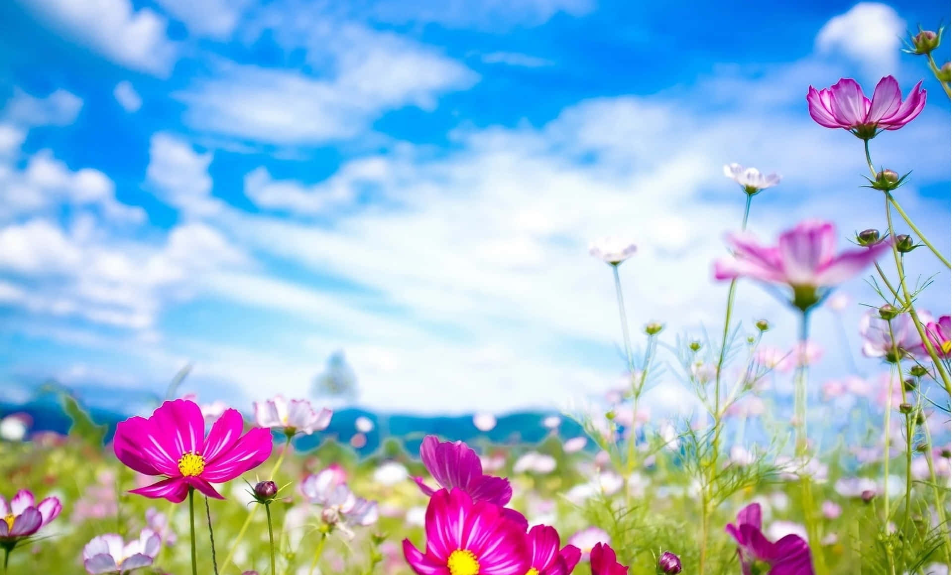 Padang Bunga Cosmos Yang Mekar Di Langit Cerah Wallpaper