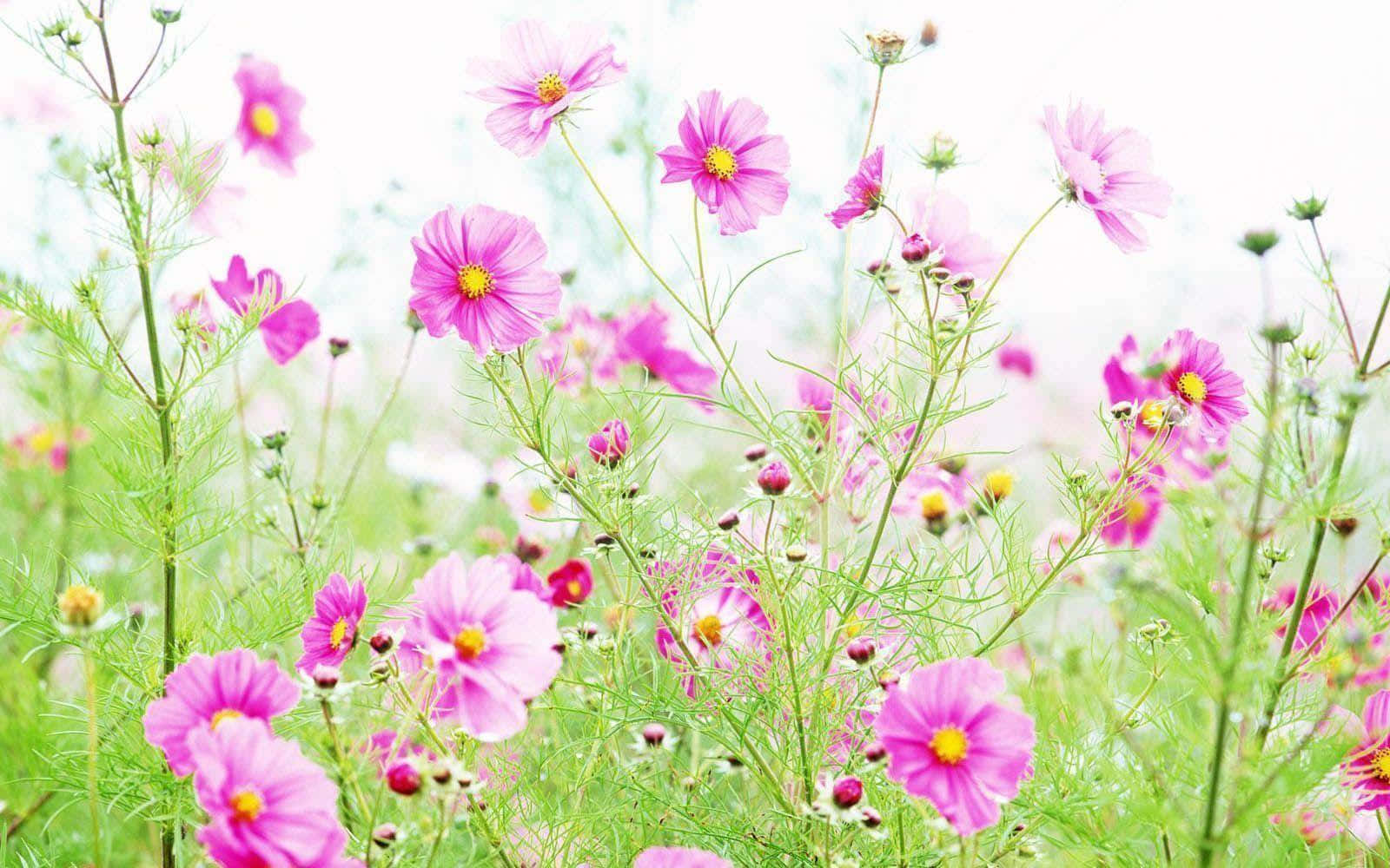 Blooming Cosmos Wildflowers Field Wallpaper