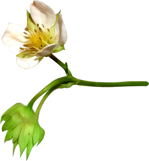 Blooming Cotton Flower PNG