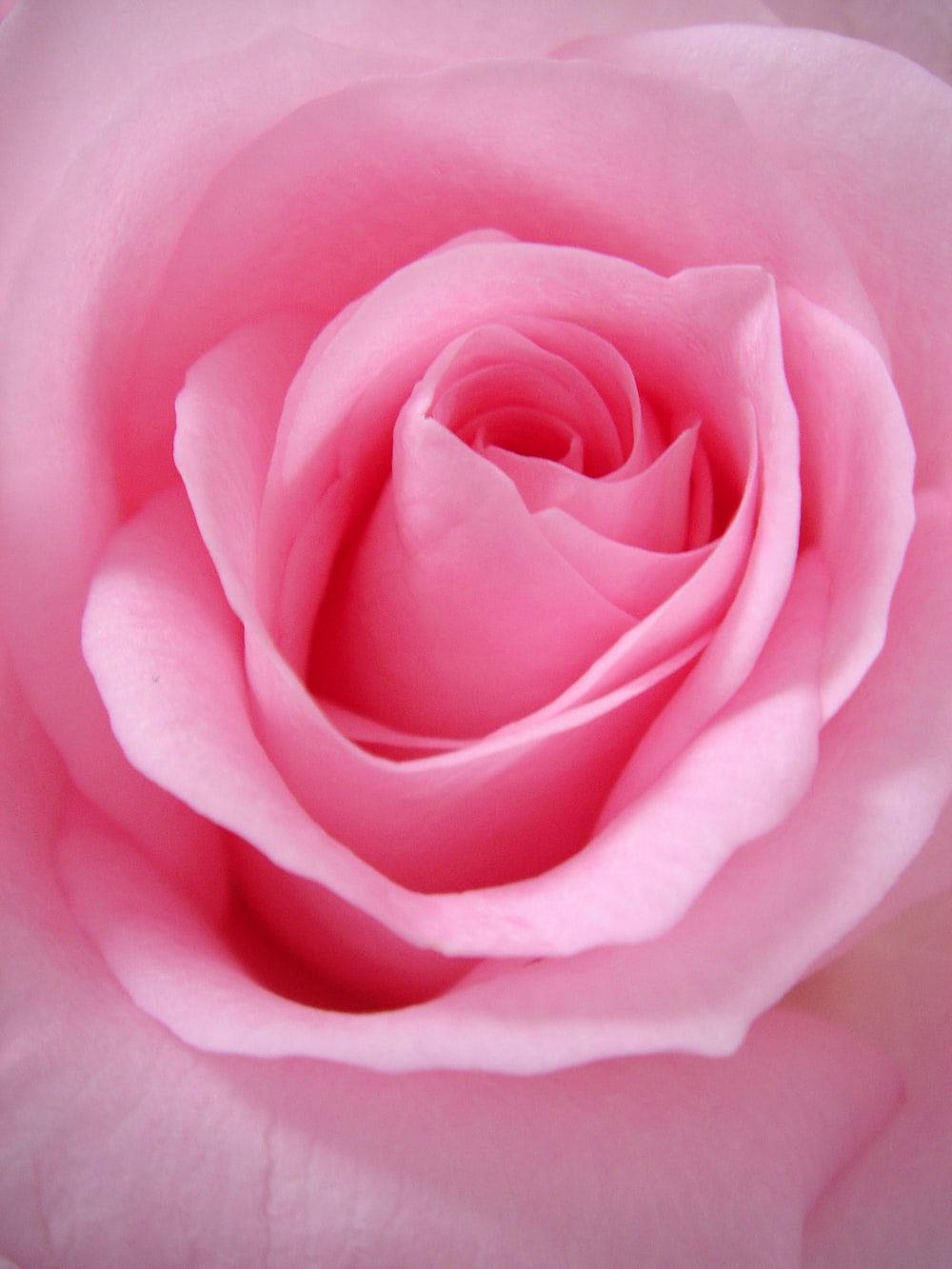 Blühendesüße Rosa Blume Wallpaper