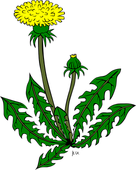 Blooming Dandelion Illustration PNG