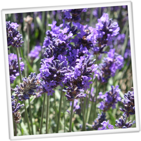Blooming English Lavender Field PNG