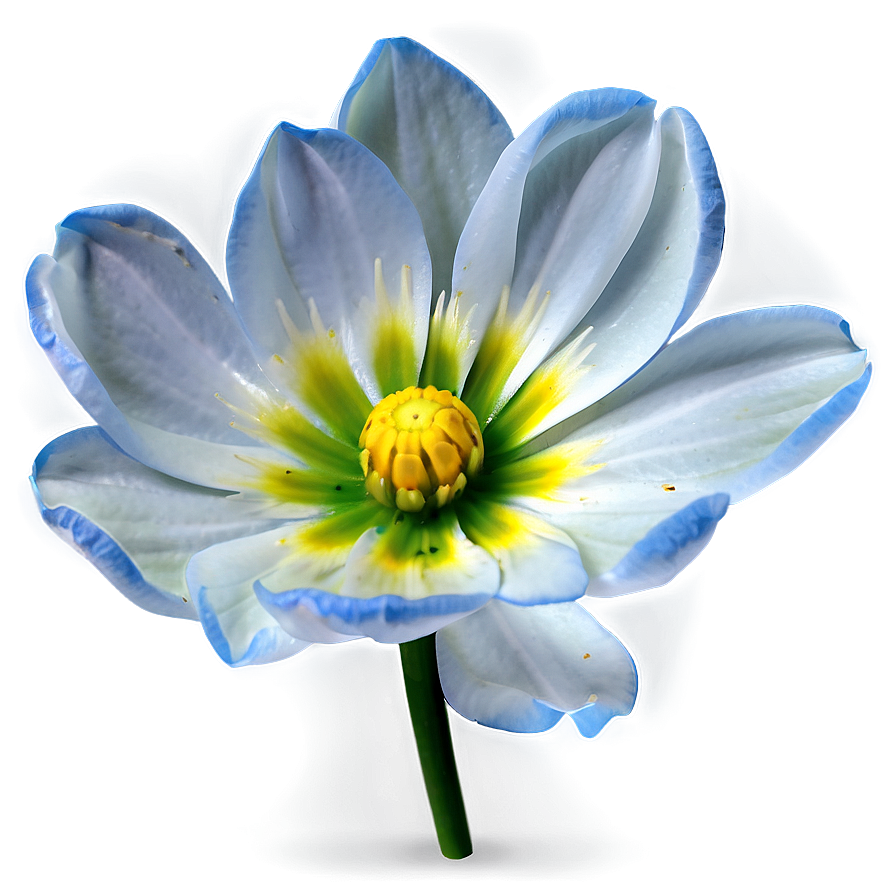 Blooming Flower Transparent Png 25 PNG