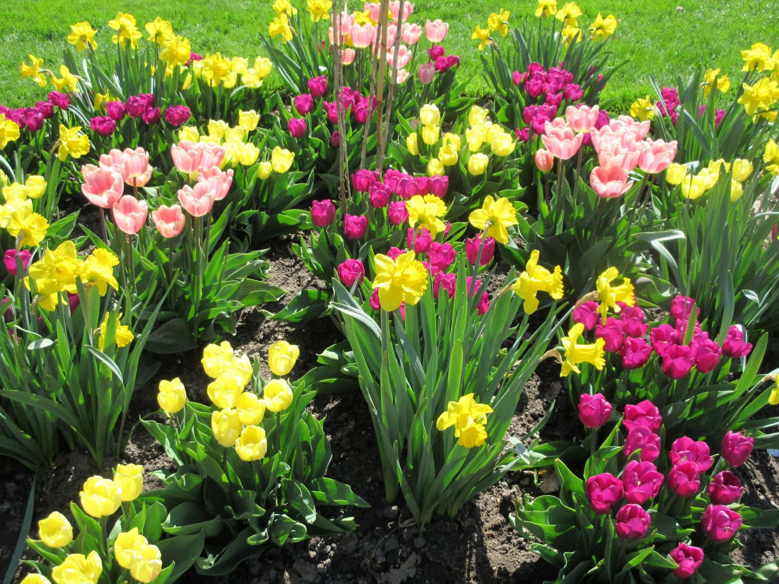 Floresvibrantes En Pleno Florecimiento En Un Jardín De Primavera. Fondo de pantalla