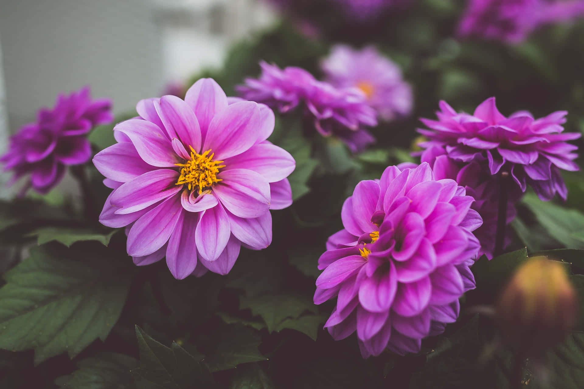 Blooming Flowers in a Vibrant Garden Wallpaper