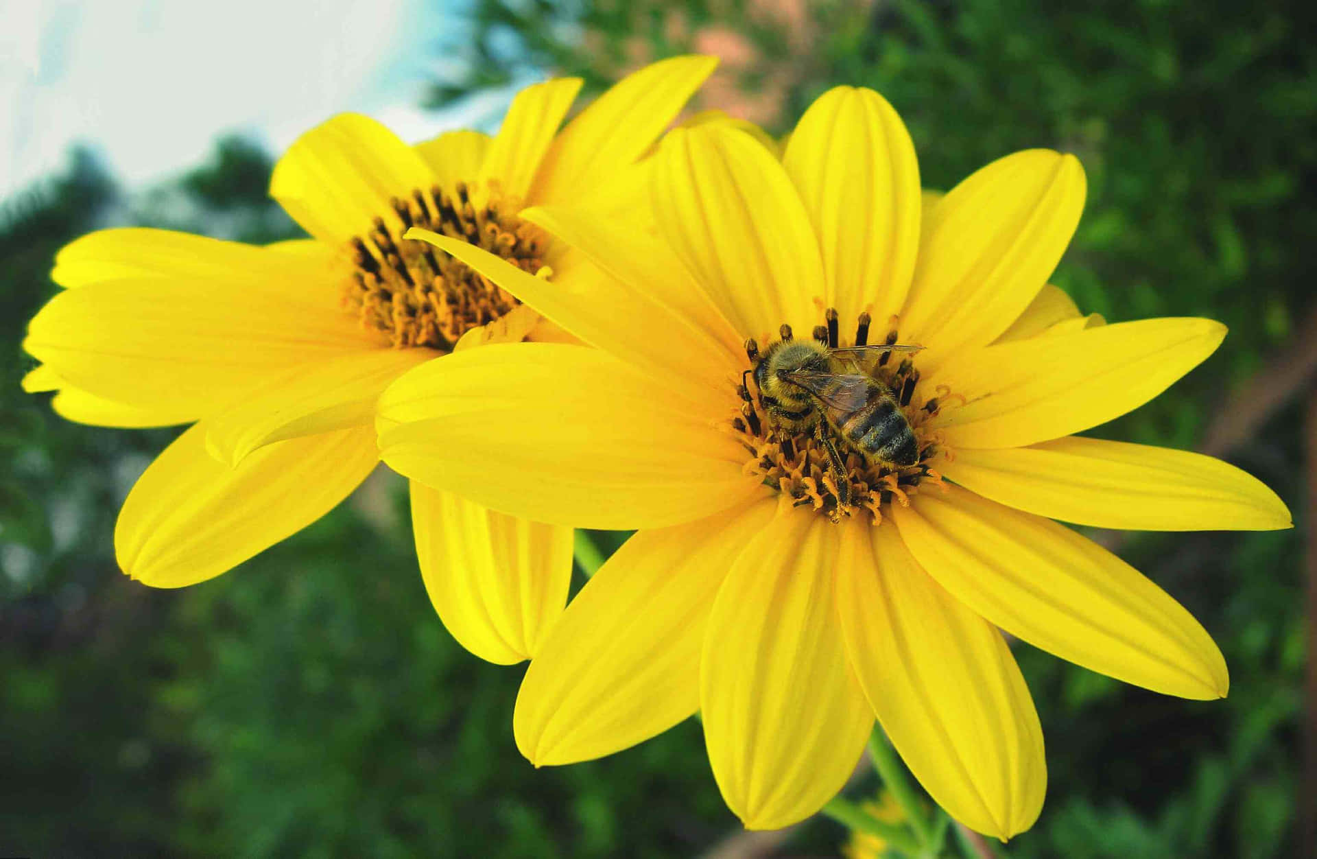 Blooming Flowers in a Vibrant Garden Wallpaper