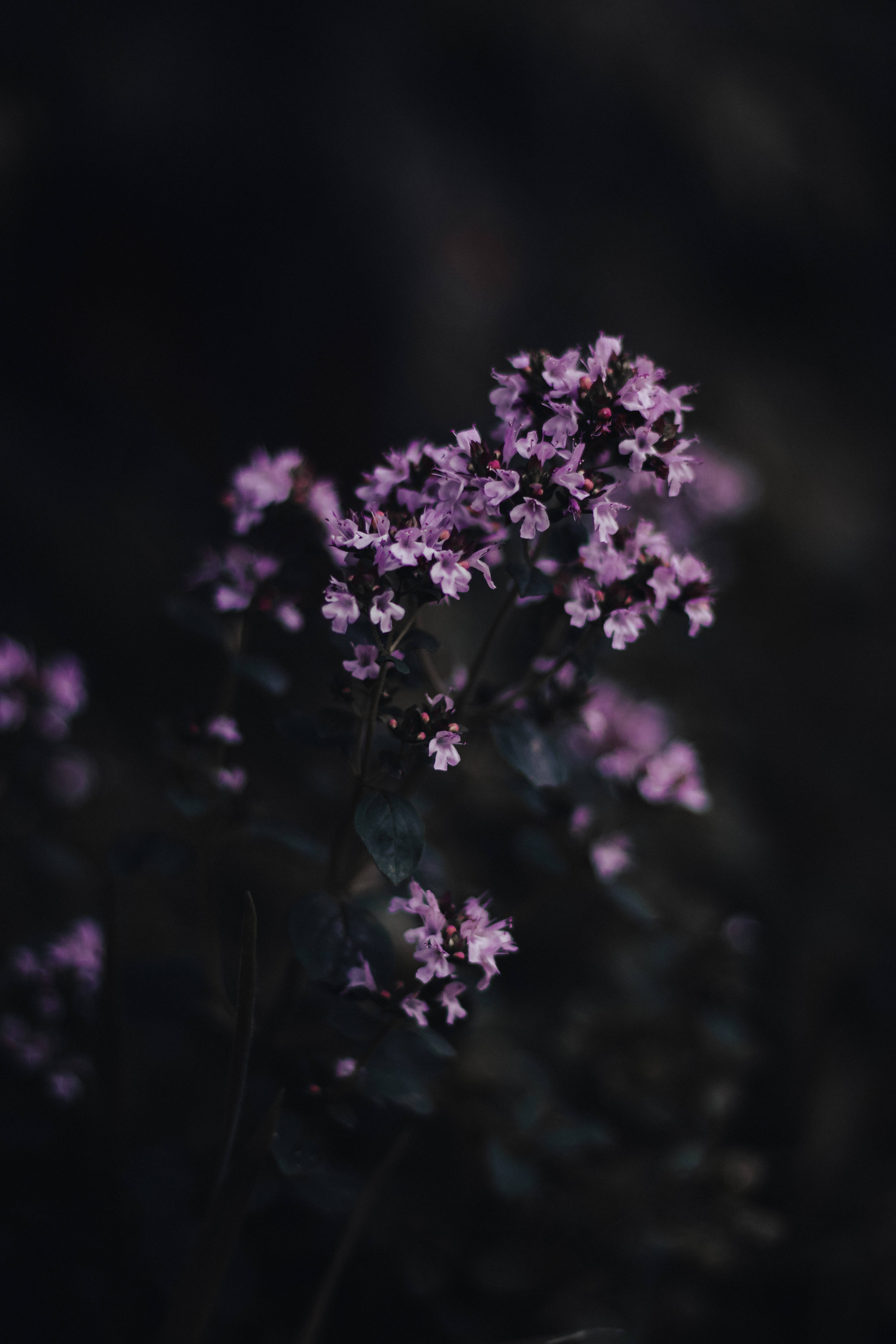 Blooming Flowers Black And Purple Phone Wallpaper