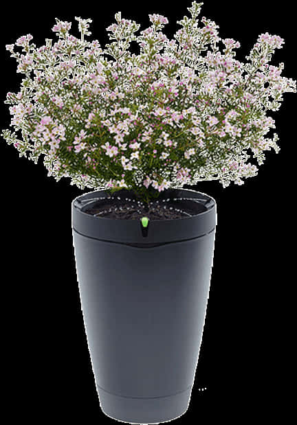 Blooming Flowersin Modern Pot.jpg PNG