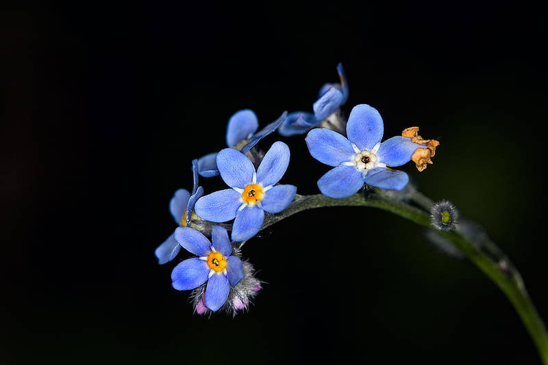 Blooming Forget Me Not Flowers In A Verdant Meadow Wallpaper