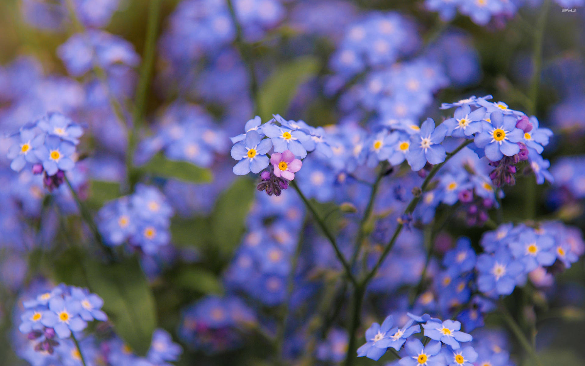 Blooming Forget Me Not Flowers Wallpaper